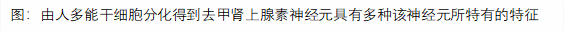 图:由人多能干细胞分化得到去甲肾上腺素神经元具有多种该神经元所特有的特征